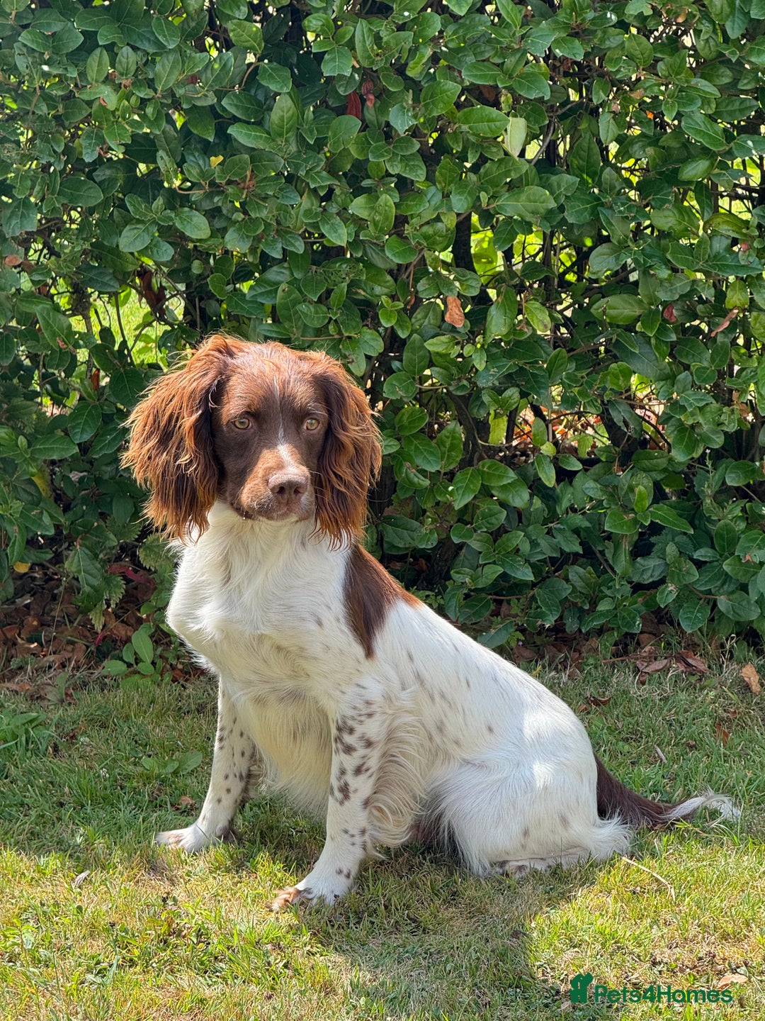 English Springer Spaniel dogs for sale: Lovely Well Bred KC English Springer Spaniels - Image 16