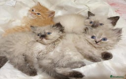 Mixed Breed cats for sale: Ragdoll X Persian kittens  - Image 8