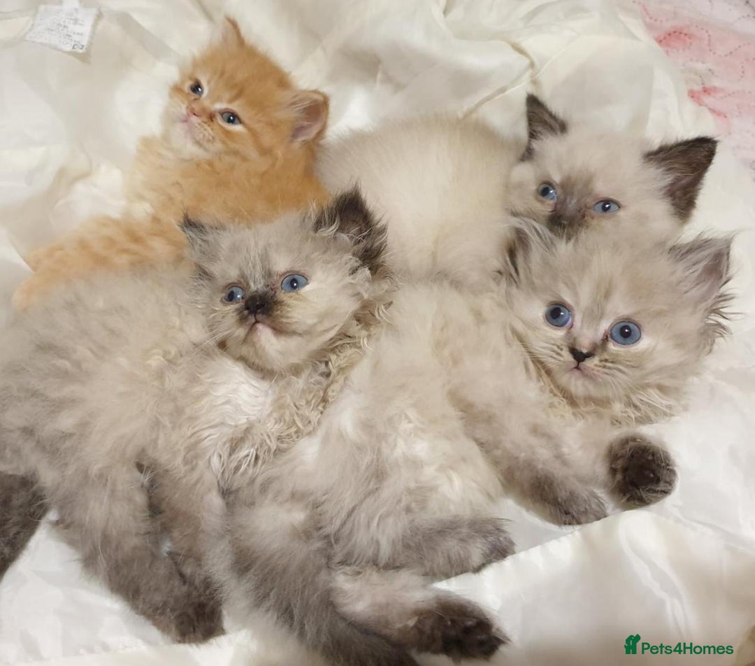 Mixed Breed cats for sale: Ragdoll X Persian kittens  - Image 8
