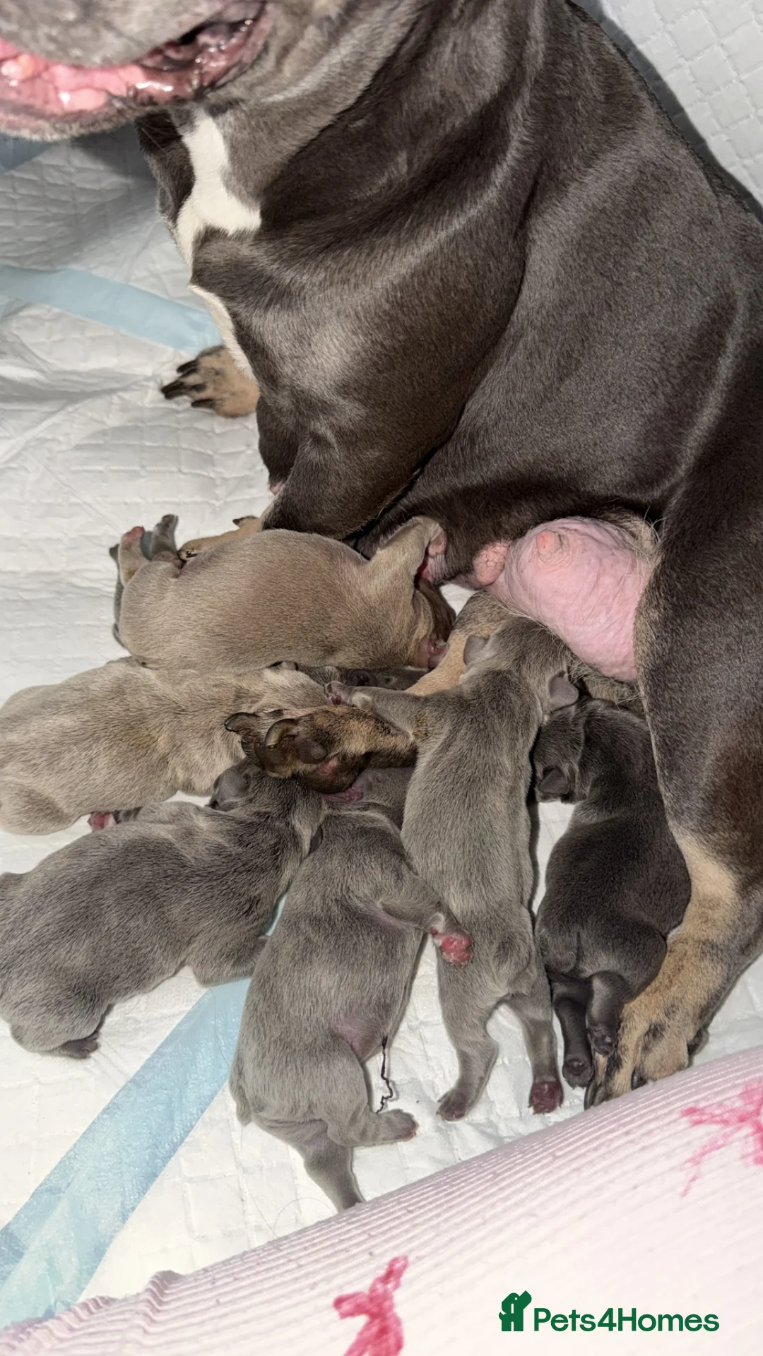 French Bulldog dogs for sale: Gorgoeus Isabella, lilac and blue Frenchies - Advert 1