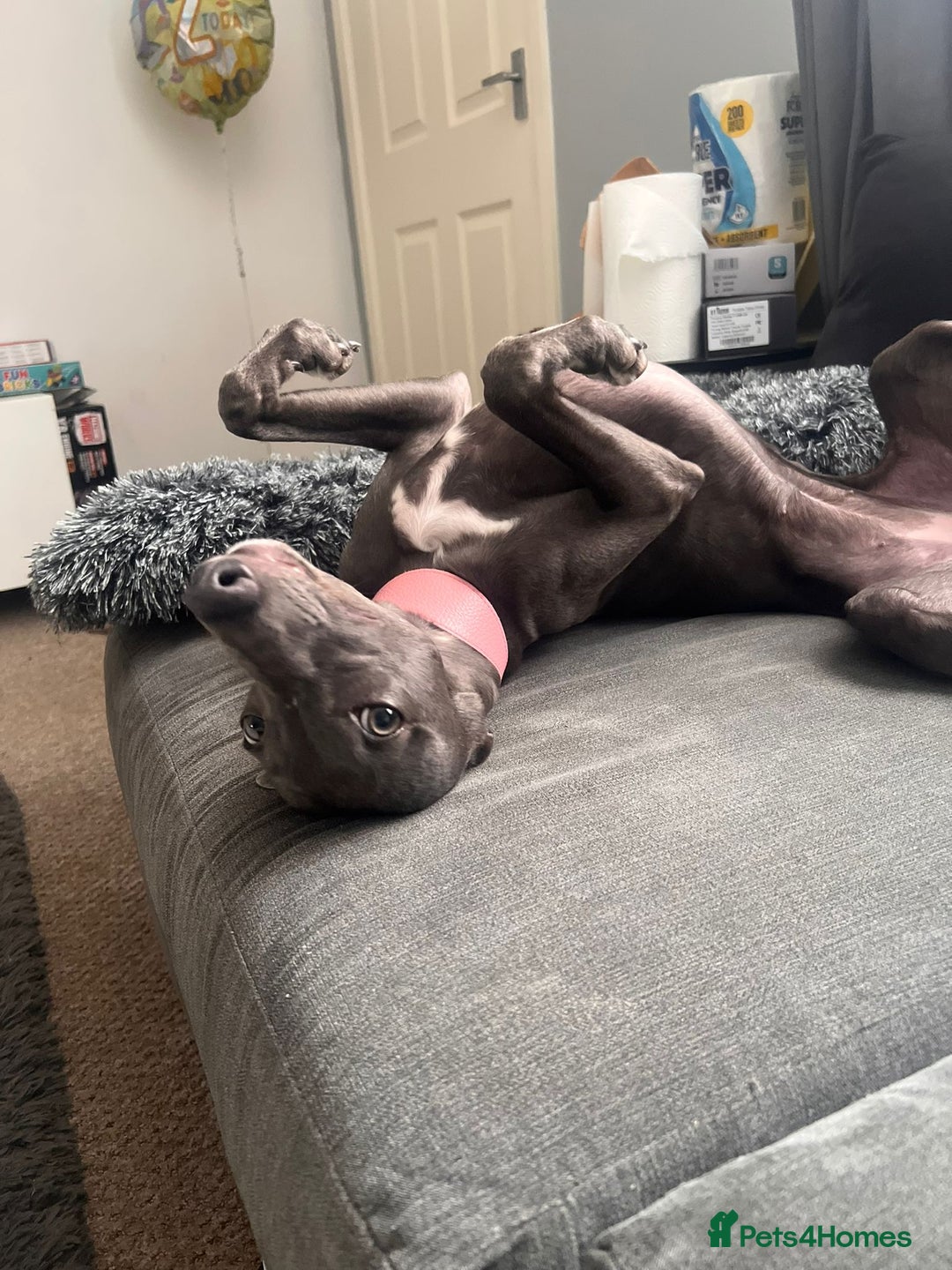 Whippet dogs for sale: Female Whippet - Advert 2