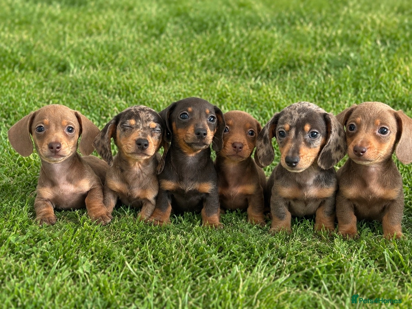 Miniature Dachshund dogs Puppy’s available now £875 (9week old ) - Advert 14