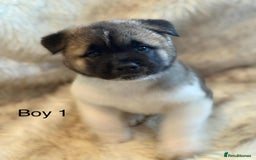 Akita dogs for sale: Akita puppies 4 - 2 boys 2 girls  - Image 2