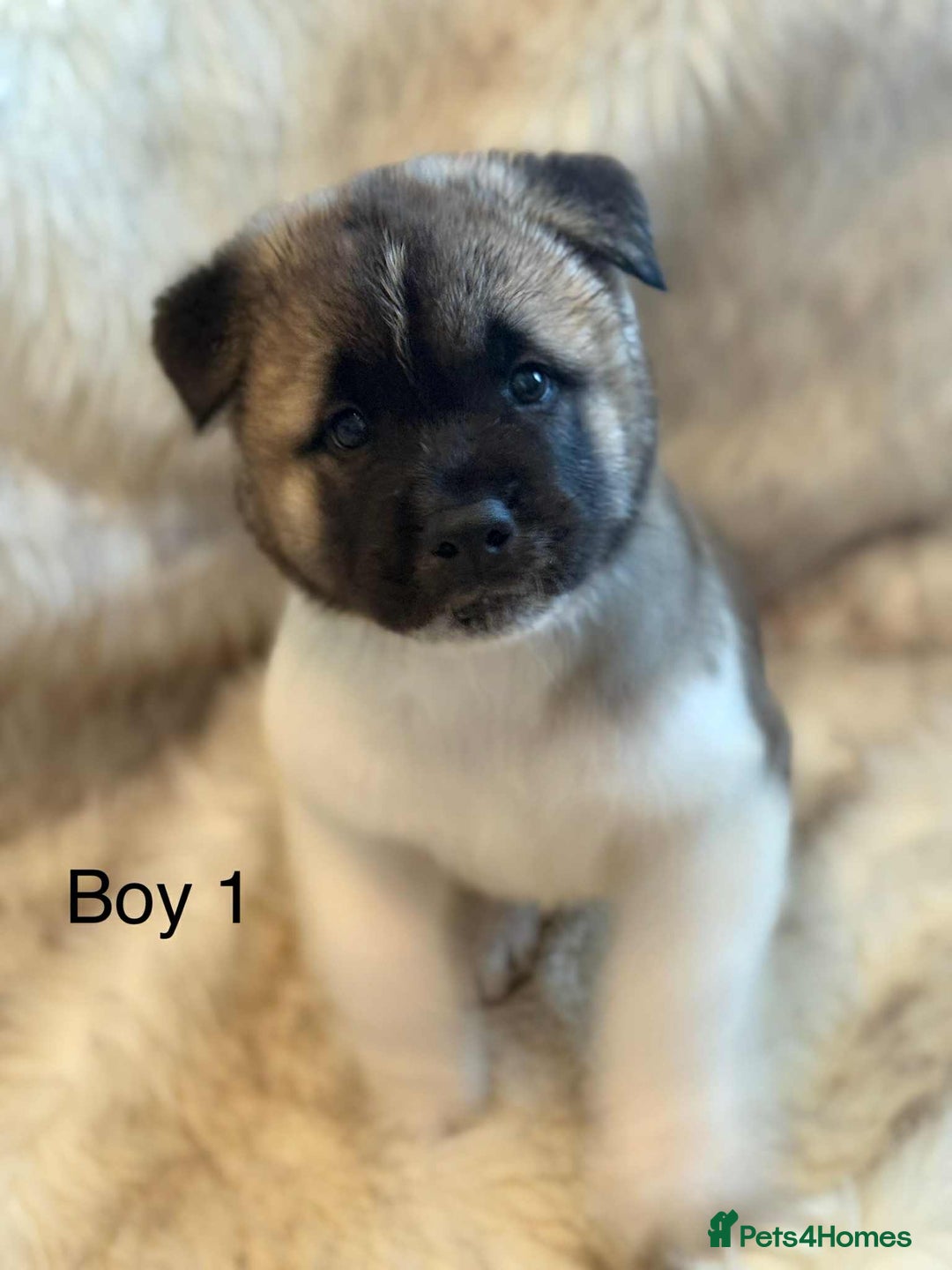 Akita dogs for sale: Akita puppies 4 - 2 boys 2 girls  - Image 2