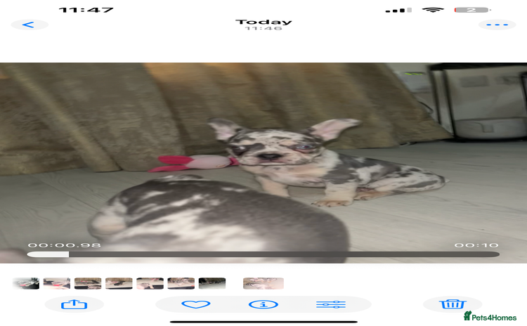 French Bulldog dogs - Advert 2