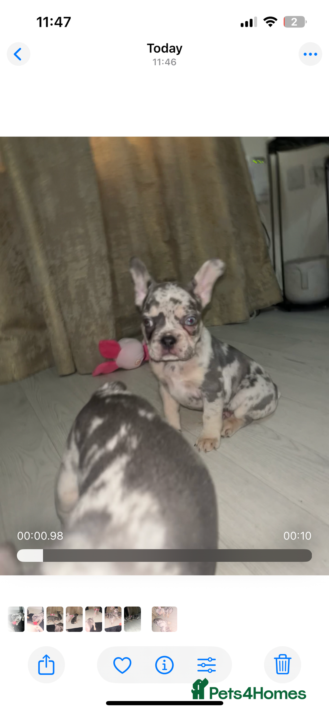 French Bulldog dogs for sale: READY TO LEAVE TODAY French bulldogs - Image 1