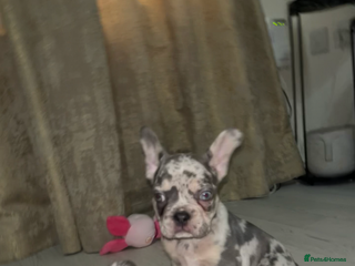 French Bulldog dogs 4 French bulldog pups left ✨ - Advert 4