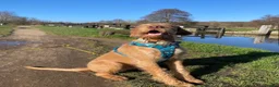 Hungarian Vizsla dogs for sale: Hungarian WIREHAIRED VIZSLA puppies KC reg'd  - Advert 12
