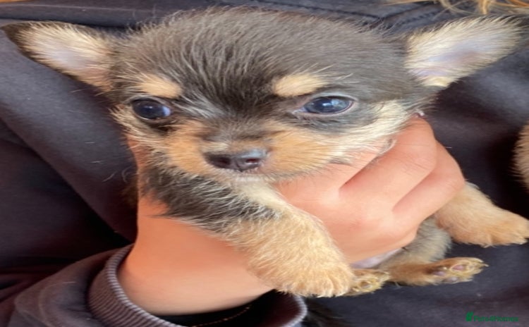 Chorkie dogs - Advert 1