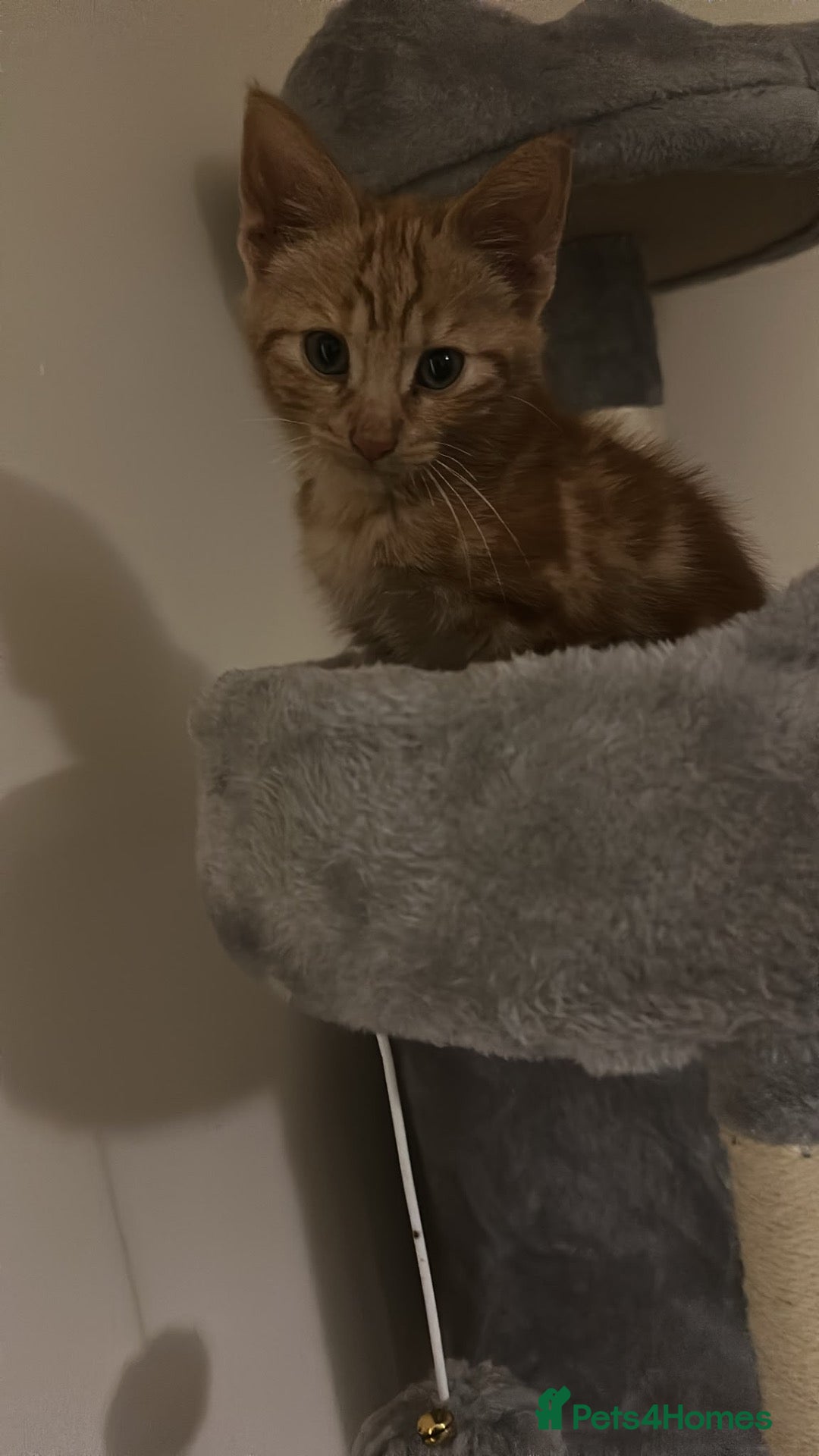 Mixed Breed cats for sale: Male cat for sale  - Advert 3