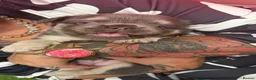 French Bulldog dogs for sale: Fluffy Frenchie Females  in Doncaster - Advert 16
