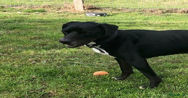 Mixed Breed dogs - Advert 2