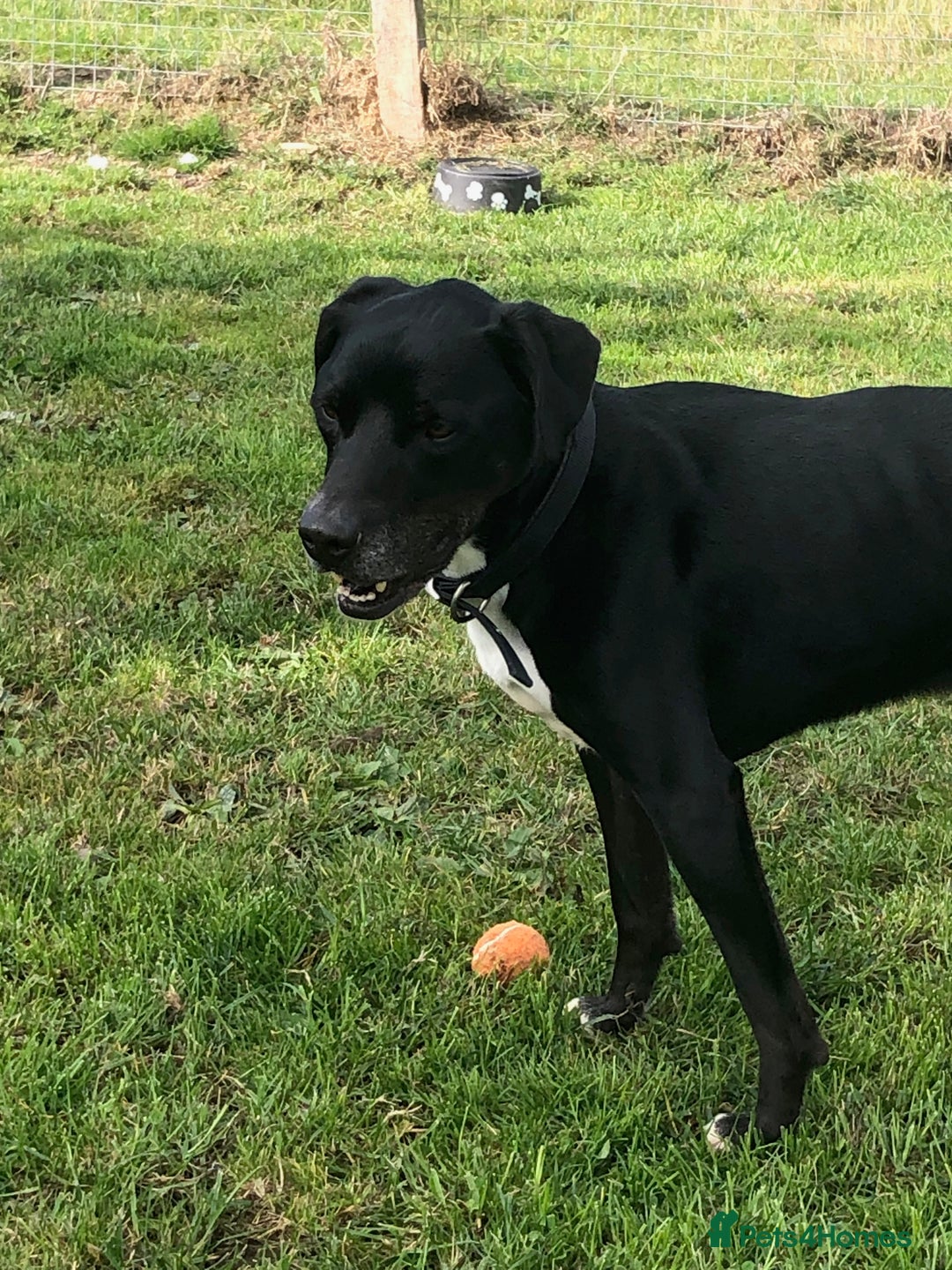 Mixed Breed dogs for adoption: Milo, lab cross in need of new loving home - Image 3