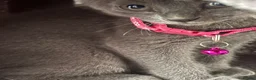 British Shorthair cats for sale: Beautiful BSH  - Advert 21