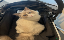 Ragdoll cats for sale: Sweet Ragdoll Cat for sale (GCCF Registered) - Image 2