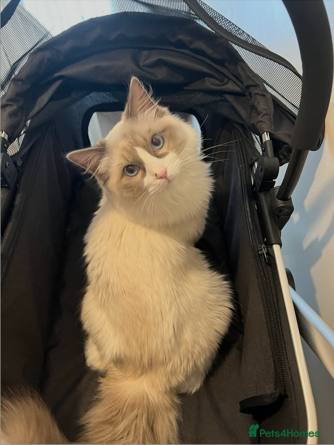 Ragdoll cats for sale: Sweet Ragdoll Cat for sale (GCCF Registered) - Image 2