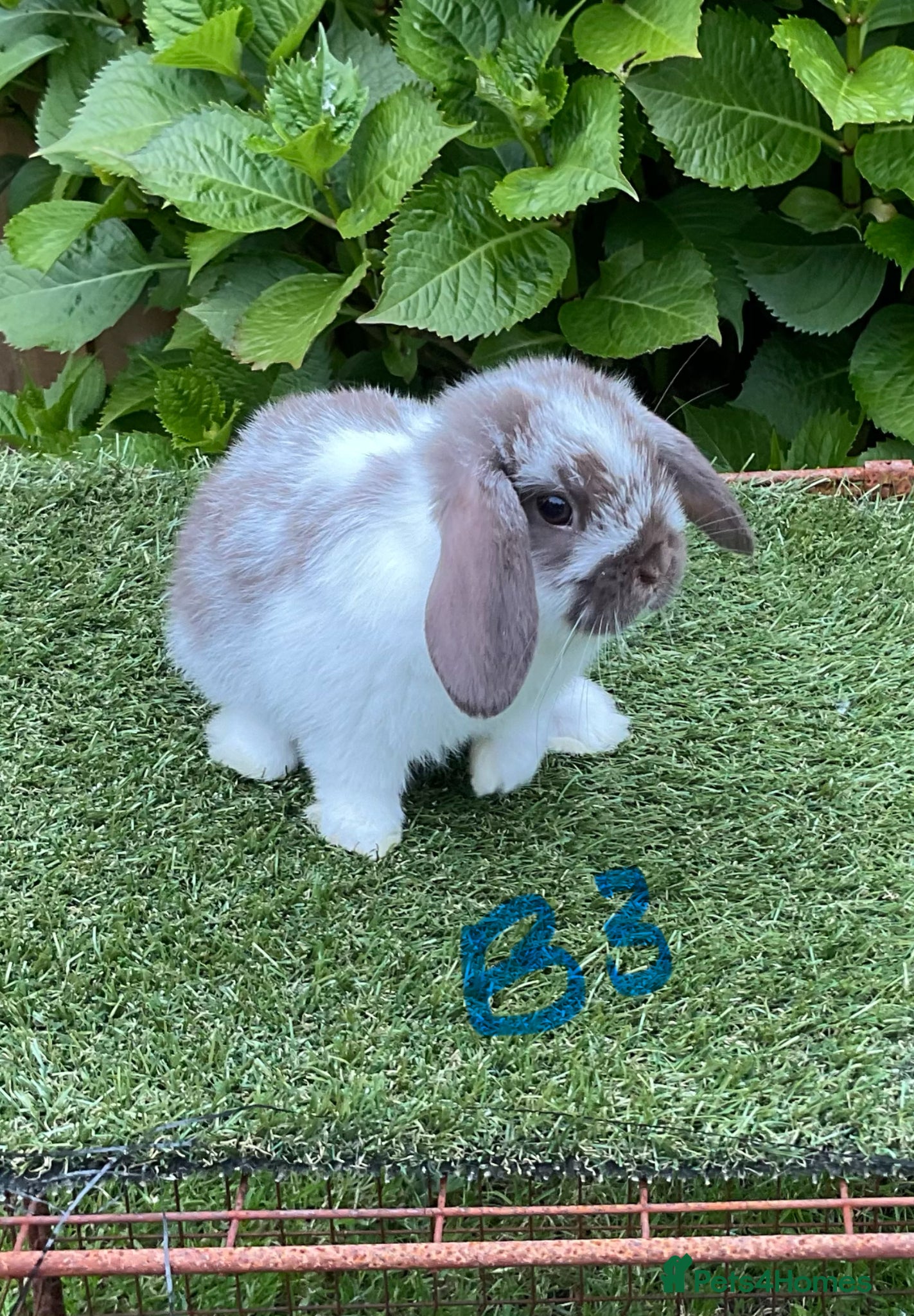 Mini Lop rabbits Pure bred mini lop baby rabbits . 10 weeks old  - Advert 13