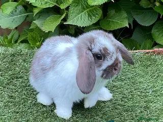 Mini Lop rabbits Pure bred mini lop baby rabbits . 10 weeks old - Advert 13