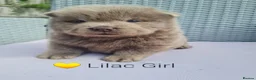 Chow Chow dogs for sale: Quality chow chow puppies.  - Advert 18