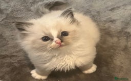 Ragdoll cats for sale: Gorgeous Bi-Colour Ragdoll Kittens – Male - Image 3
