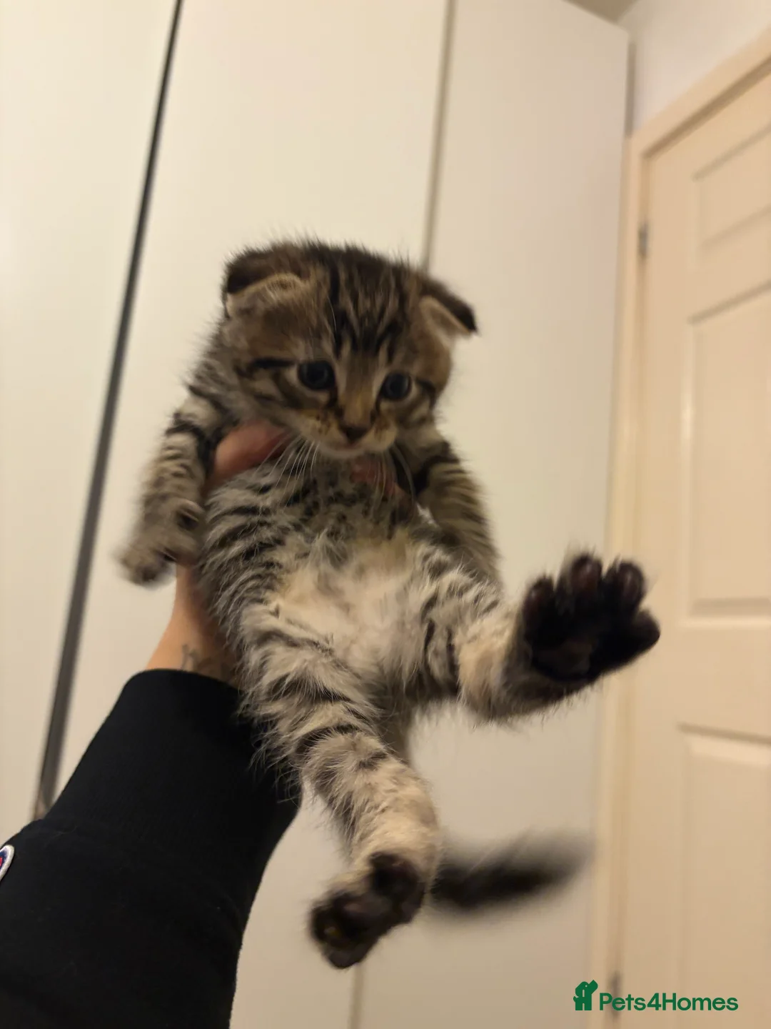 Scottish Fold cats for sale: 🐱💗💝 Ready to go on the 14th of February 💝 💗🐱 - Advert 29