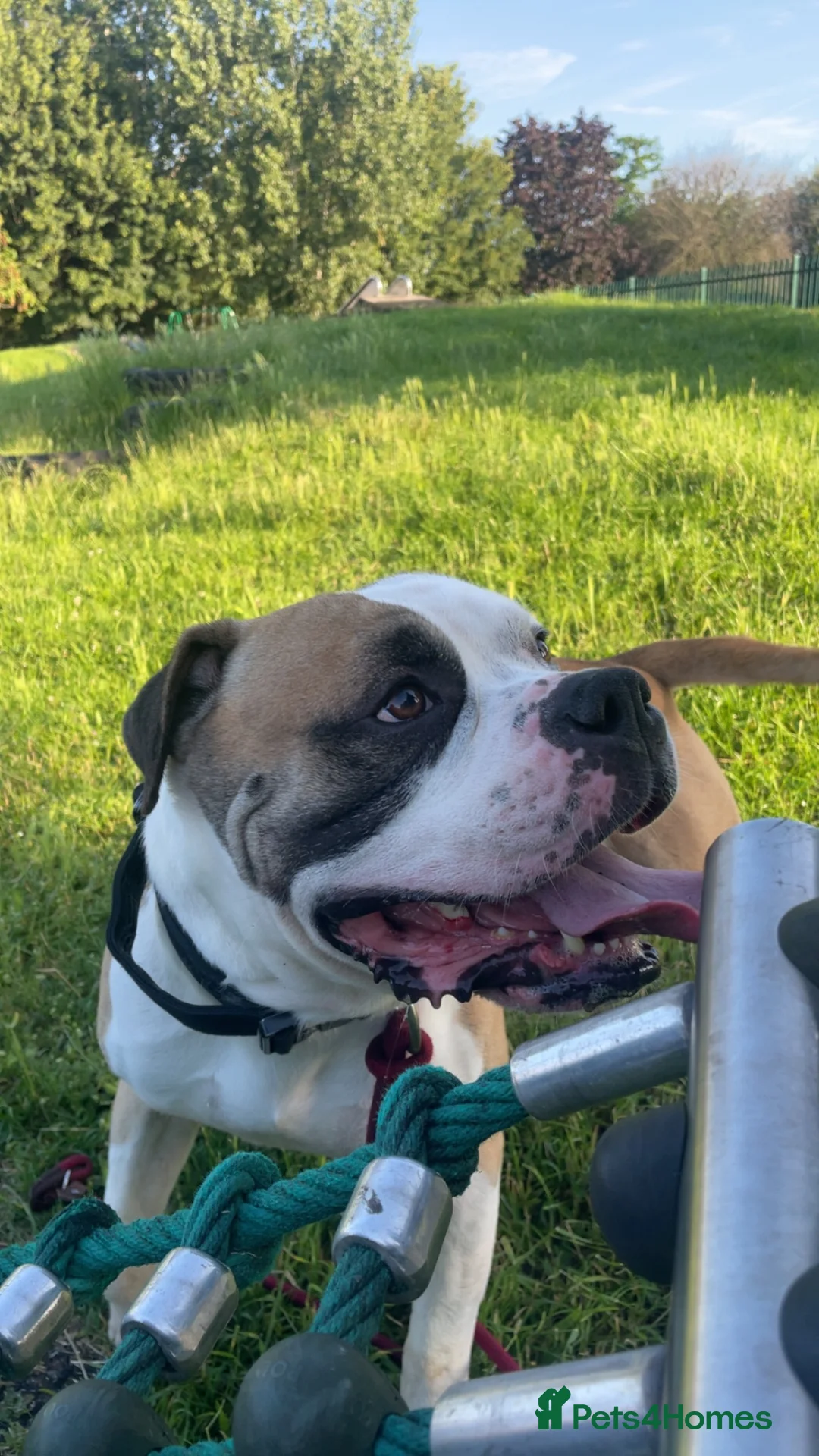 Alapaha Blue Blood Bulldog dogs for stud: Blue blood bulldog for stud  - Advert 2