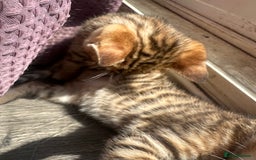 Bengal cats for sale: Snow Mink/Brown Rossette Blue Eyed Bengals - Image 21