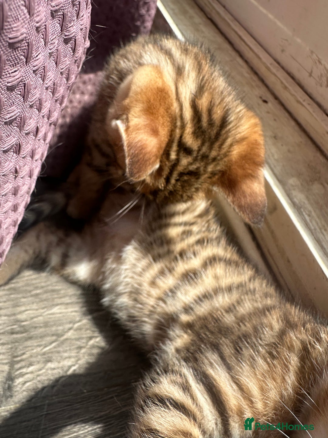Bengal cats for sale: Snow Mink/Brown Rossette Blue Eyed Bengals - Image 21