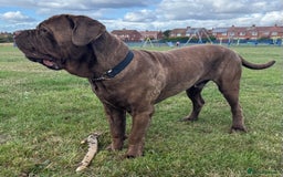 Neapolitan Mastiff dogs for sale: Neapolitan mastiff puppies due 27th September - Image 9