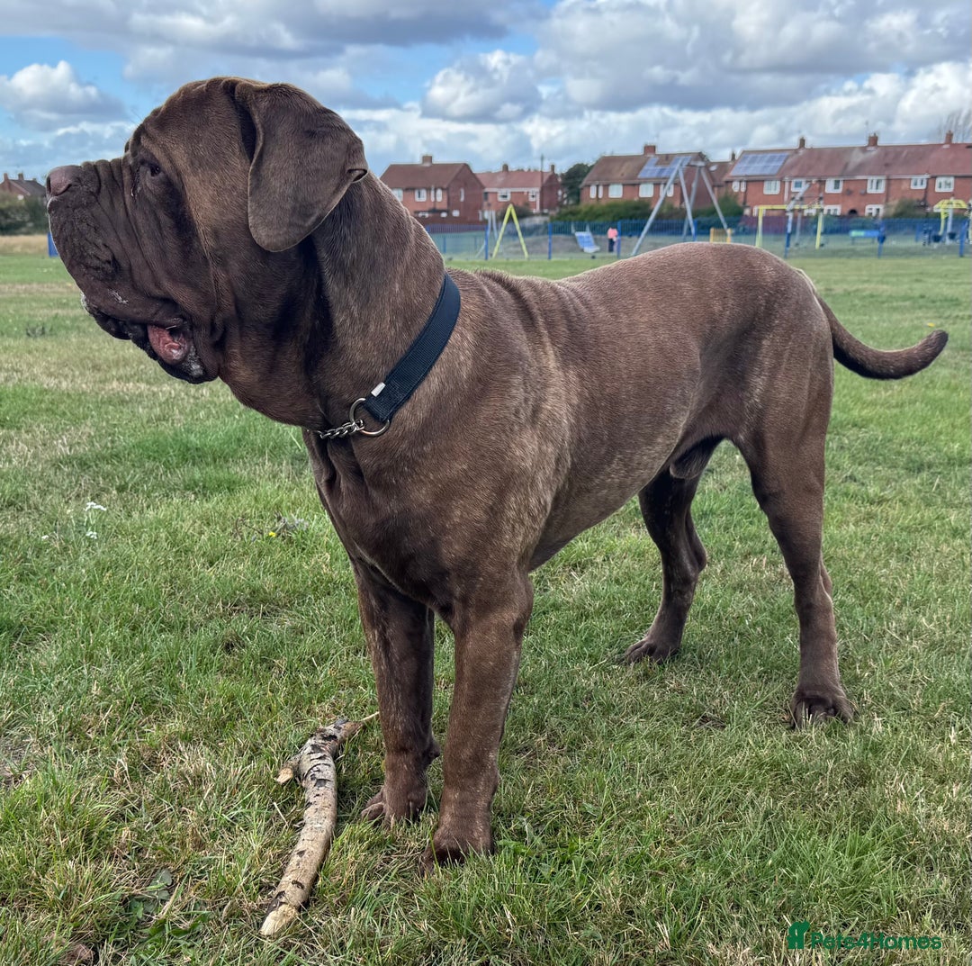 Neapolitan Mastiff dogs for sale: Neapolitan mastiff puppies due 27th September - Image 9