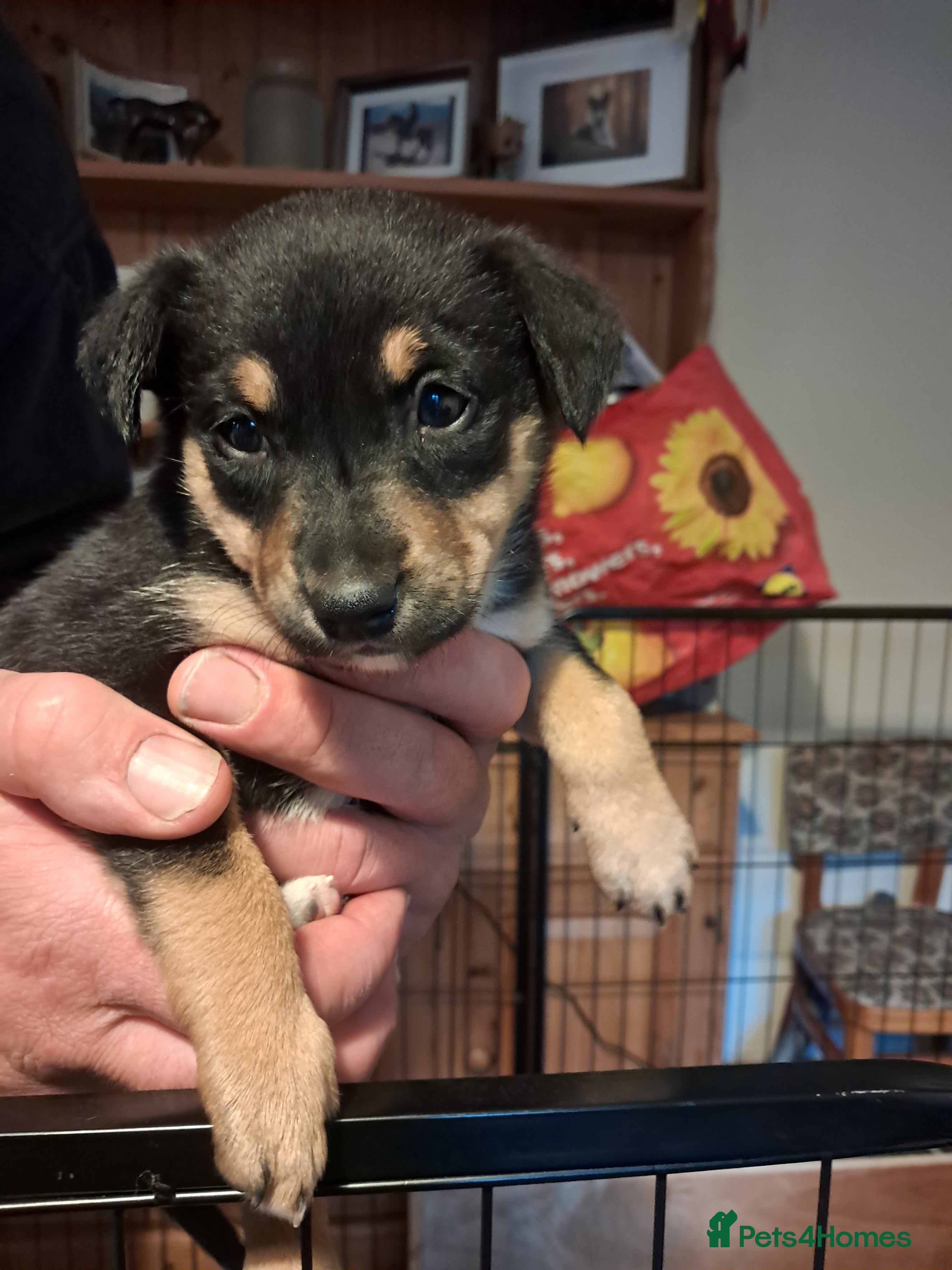 Mixed Breed dogs Beautiful collie x kelpie puppys - Advert 4