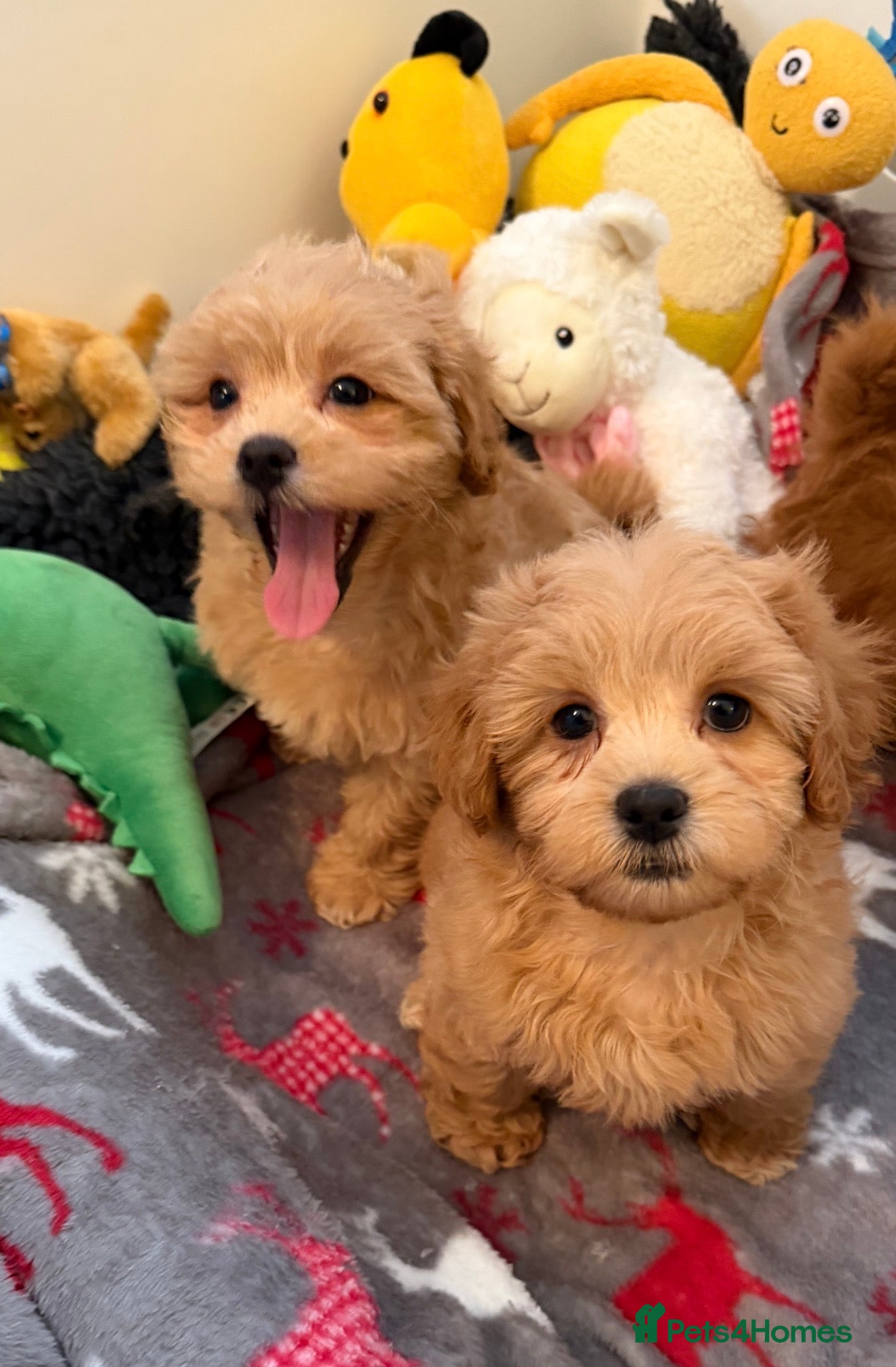 Shihpoo dogs 🧡💛🧡Stunning F1 Shihpoo Puppies💛🧡💛 - Advert 1