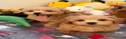 Shihpoo dogs for sale: 🧡💛🧡Stunning F1 Shihpoo Puppies💛🧡💛 - Advert 5