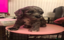 Cockapoo dogs for sale: Miniature Cockapoos F1B  - Image 4