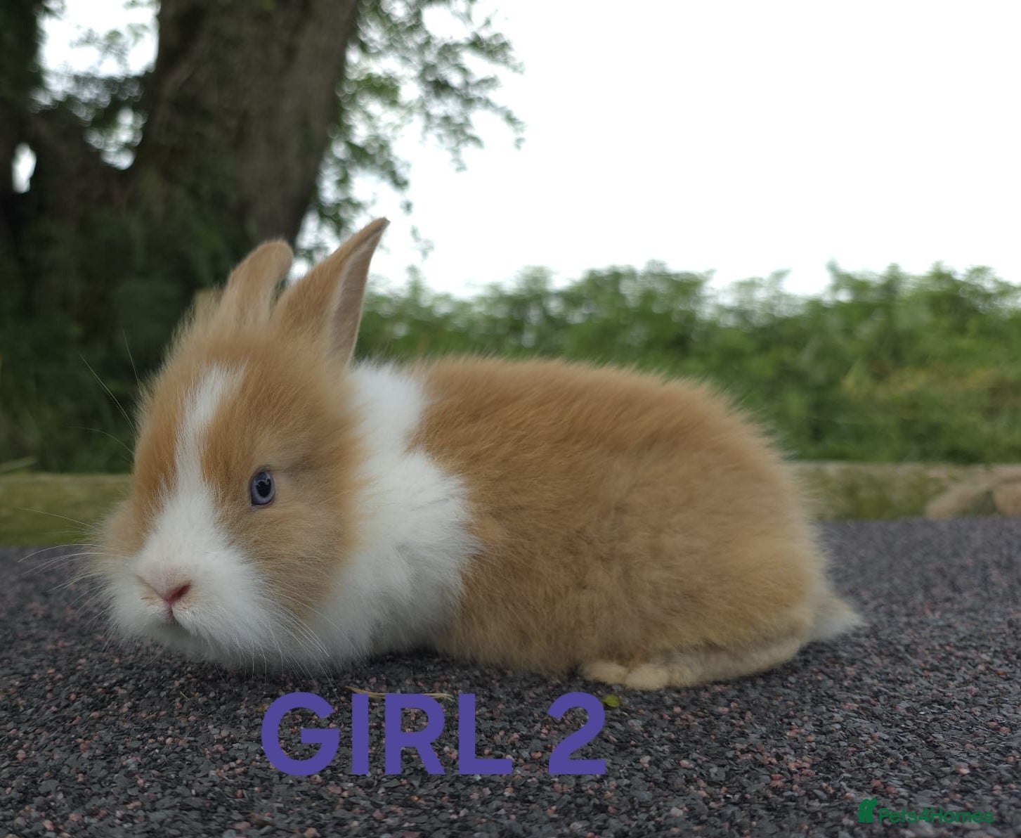 Lionhead rabbits Lionhead bunnies  - Advert 3