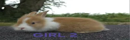 Lionhead rabbits for sale: Lionhead bunnies  - Advert 1