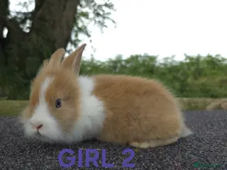 Lionhead rabbits Lionhead bunnies - Advert 3