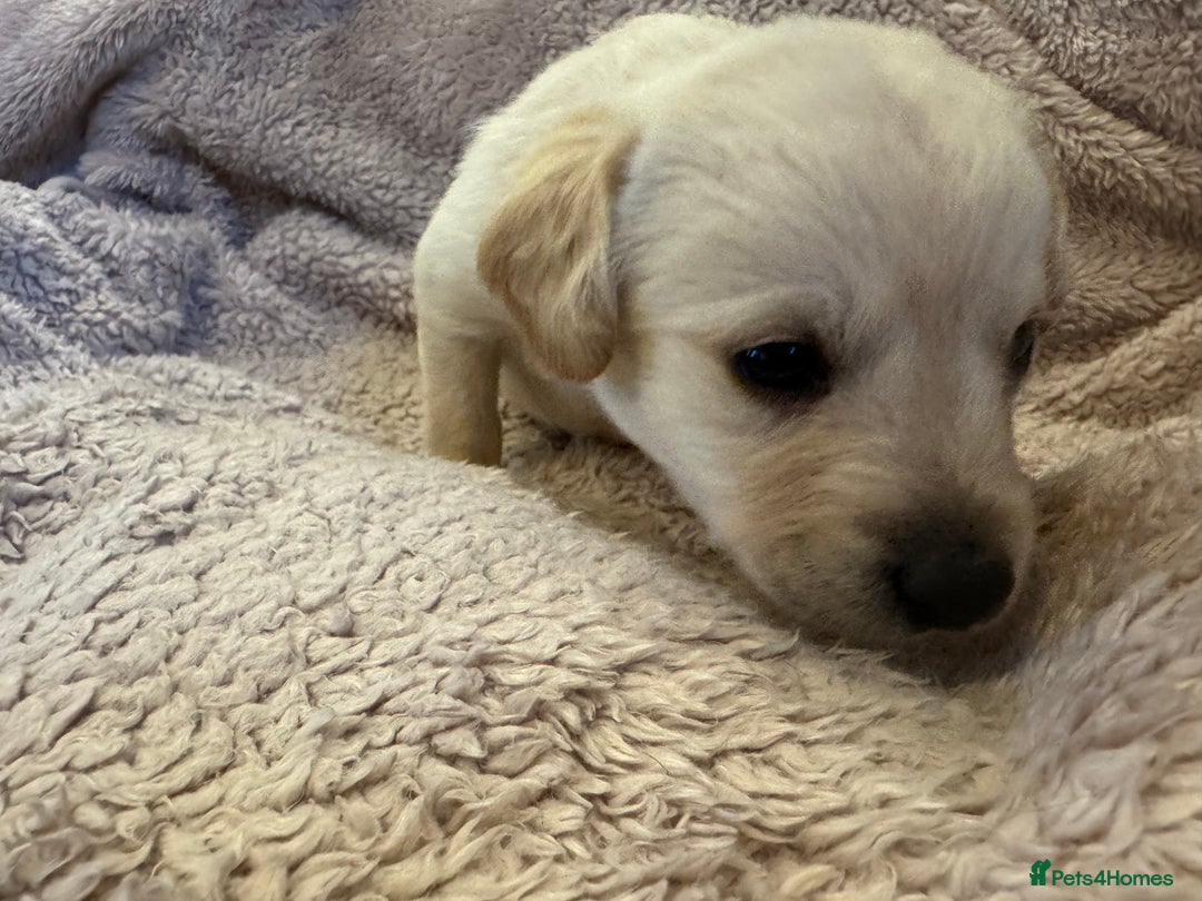 Mixed Breed dogs for sale: Cockerpoo cross lab pupies - Advert 3