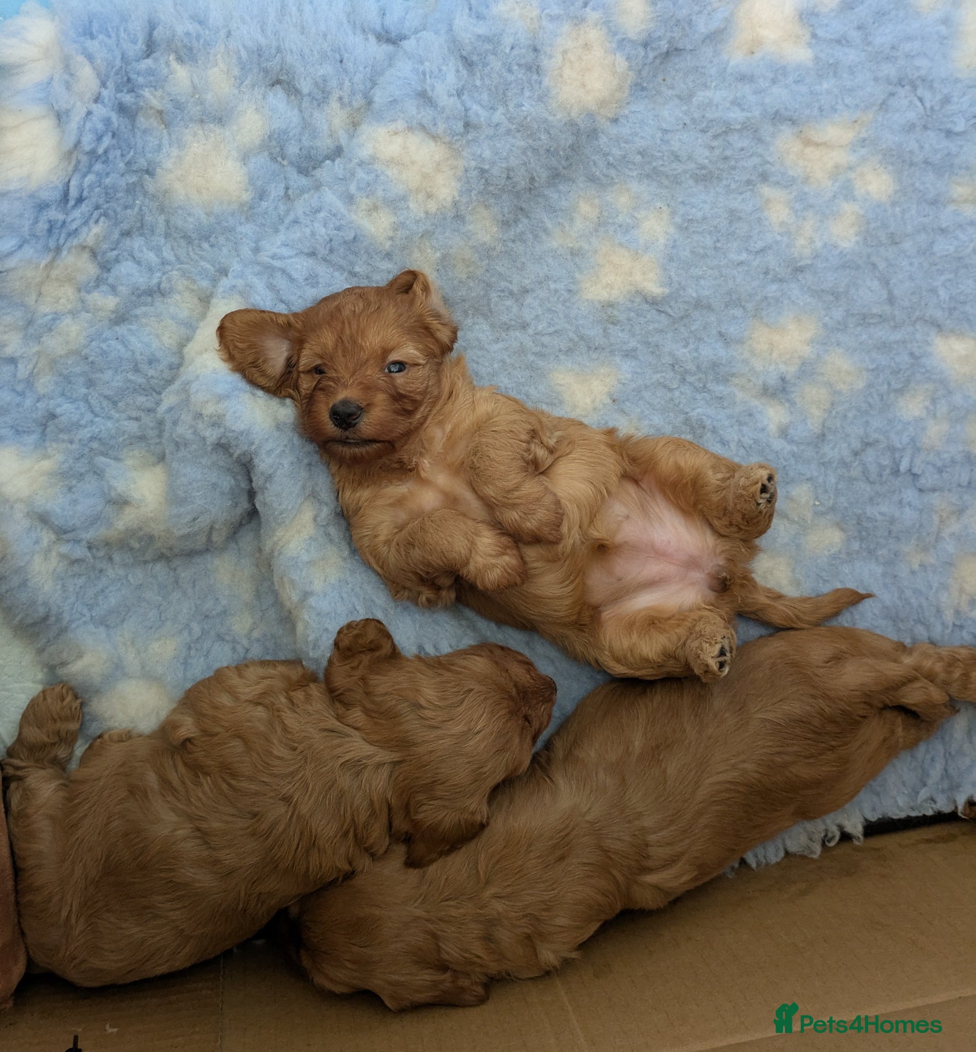 Cockapoo dogs Cockerpoo puppy's  - Advert 13