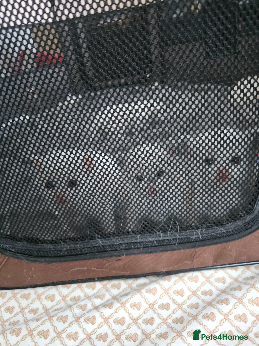 Ragdoll cats for sale: Ragdoll 2 girl🐈 and 3 boy🐈‍⬛. - Image 17