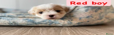 Coton De Tulear Puppy 2