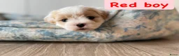 Coton De Tulear dogs for sale: KC Reg Health Tested Coton de Tuléar Puppies in Stafford - Advert 30