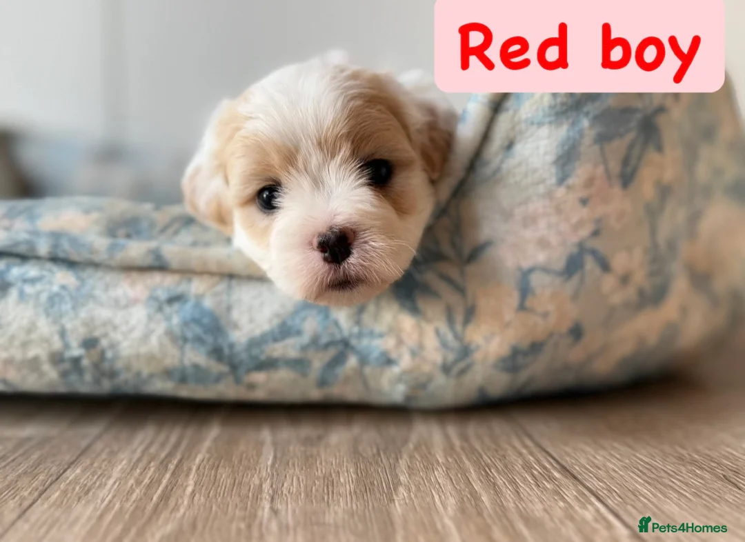 Coton De Tulear dogs for sale: KC Reg Health Tested Coton de Tuléar Puppies - Advert 11