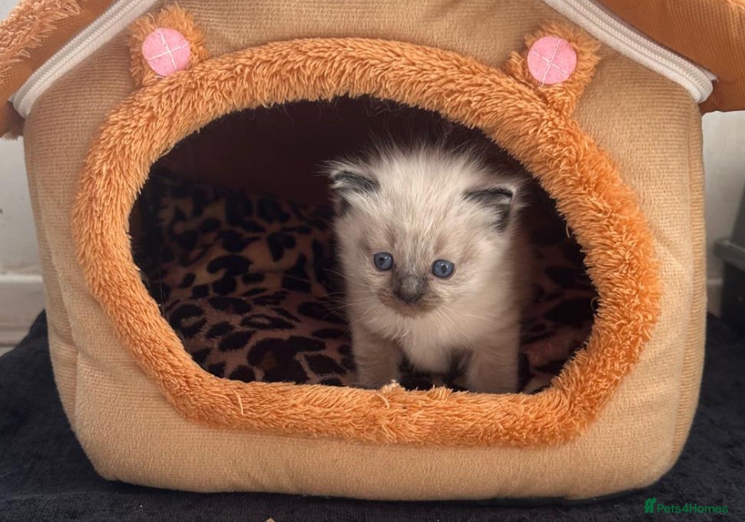 Ragdoll cats Beautiful seal point ragdoll for sale 💕 - Advert 5