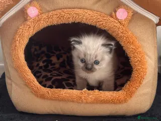 Ragdoll cats Beautiful seal point ragdoll for sale 💕 - Advert 1