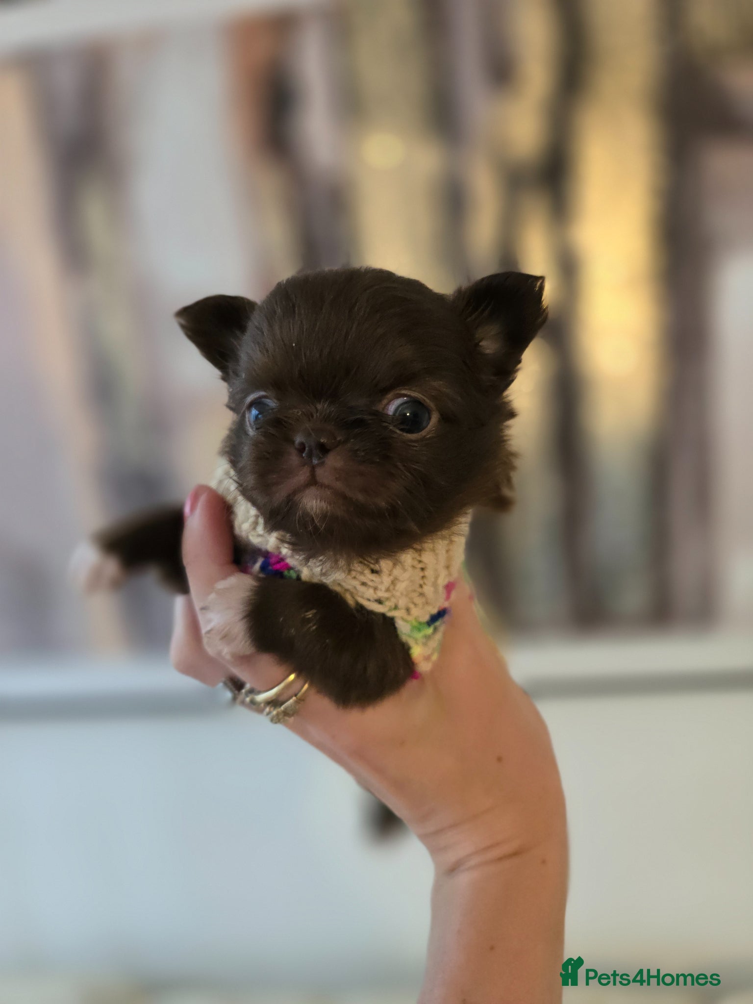 Chihuahua dogs for sale: Xx stunning kc chihuahua longcoat puppies Xx - Advert 7
