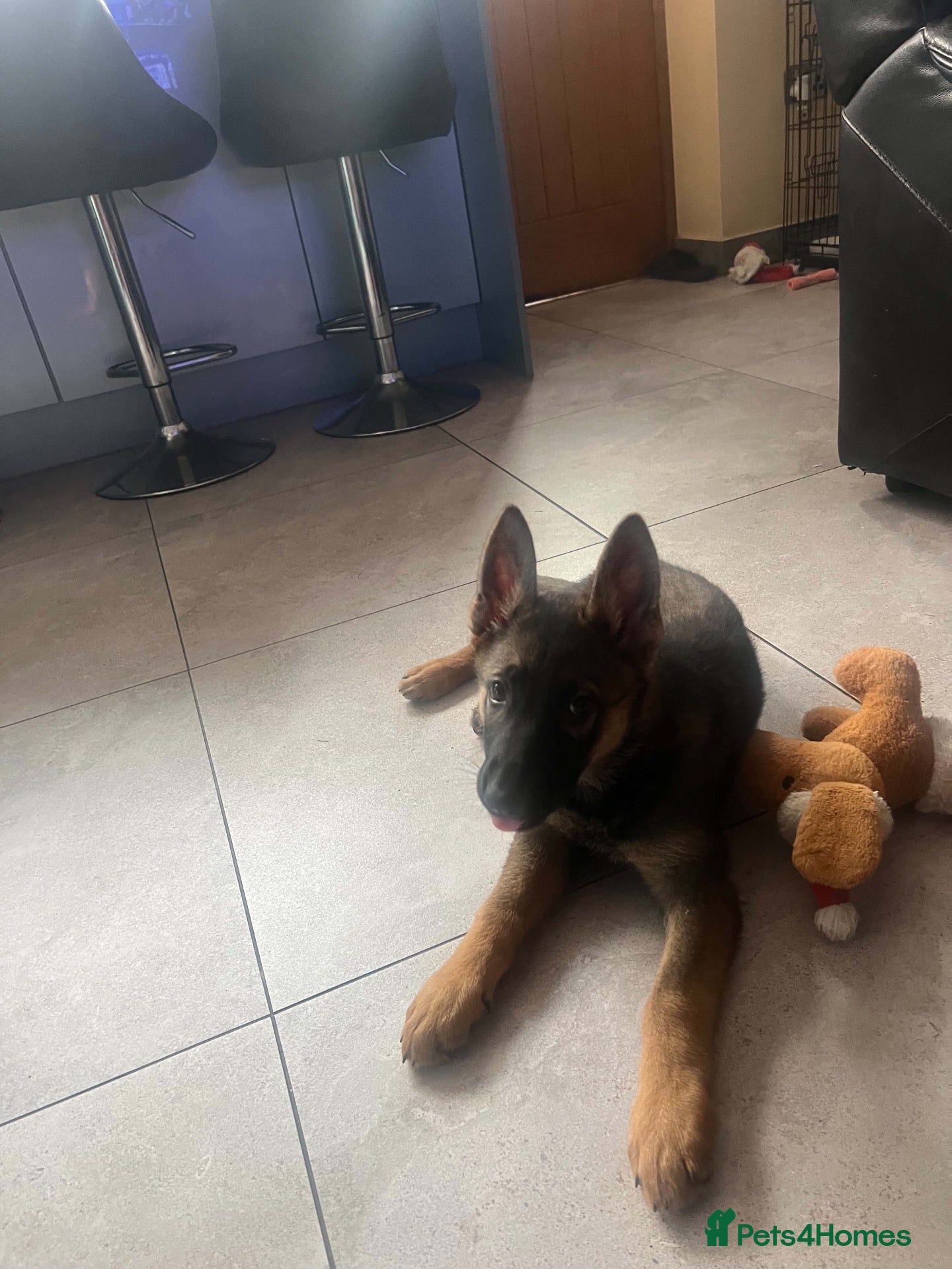 German Shepherd dogs for sale: Ms Kira - Advert 3