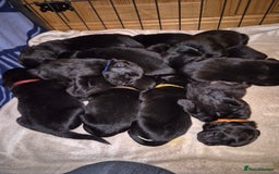 Goldador dogs for sale: Beautiful last little boy  - Image 1