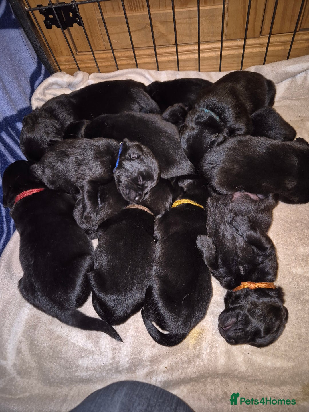Goldador dogs for sale: Beautiful last little boy  - Image 1