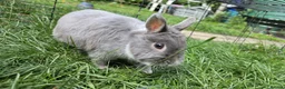 Netherland Dwarf rabbits for sale: Netherlands dwarf  - Advert 2